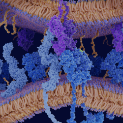 peptide purification
